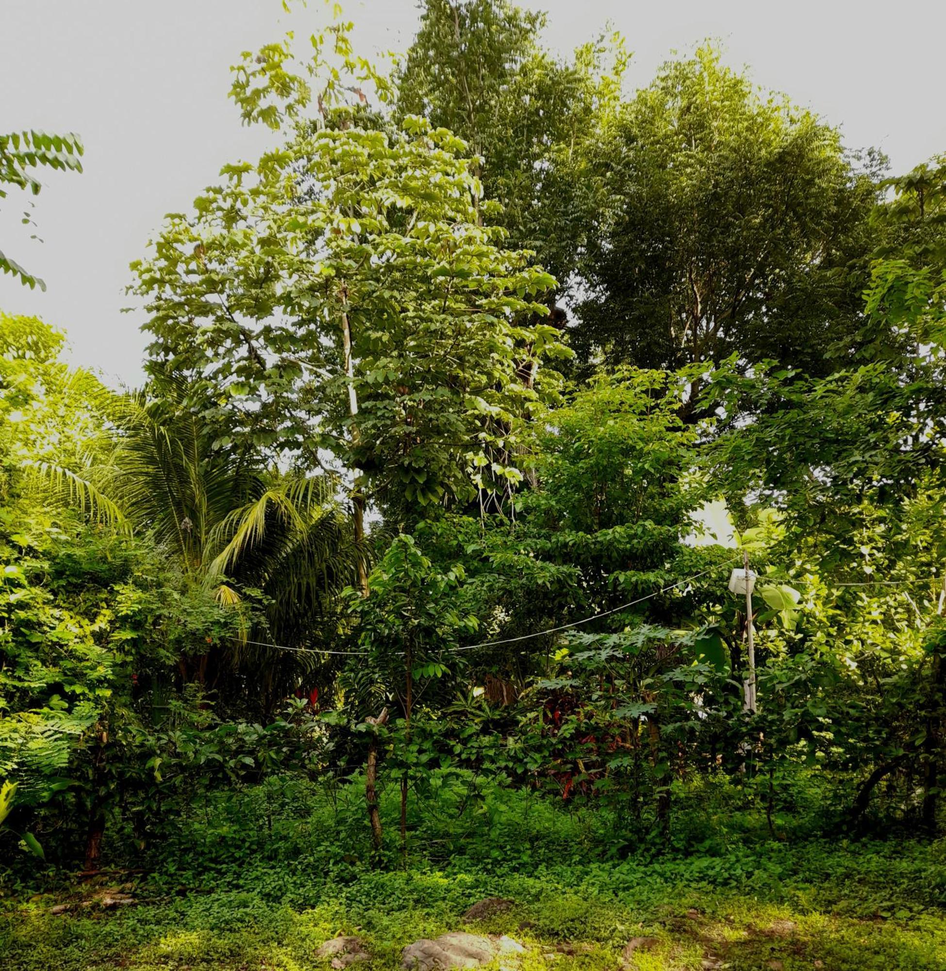 El Bamboo Cabins Balgue Eksteriør bilde