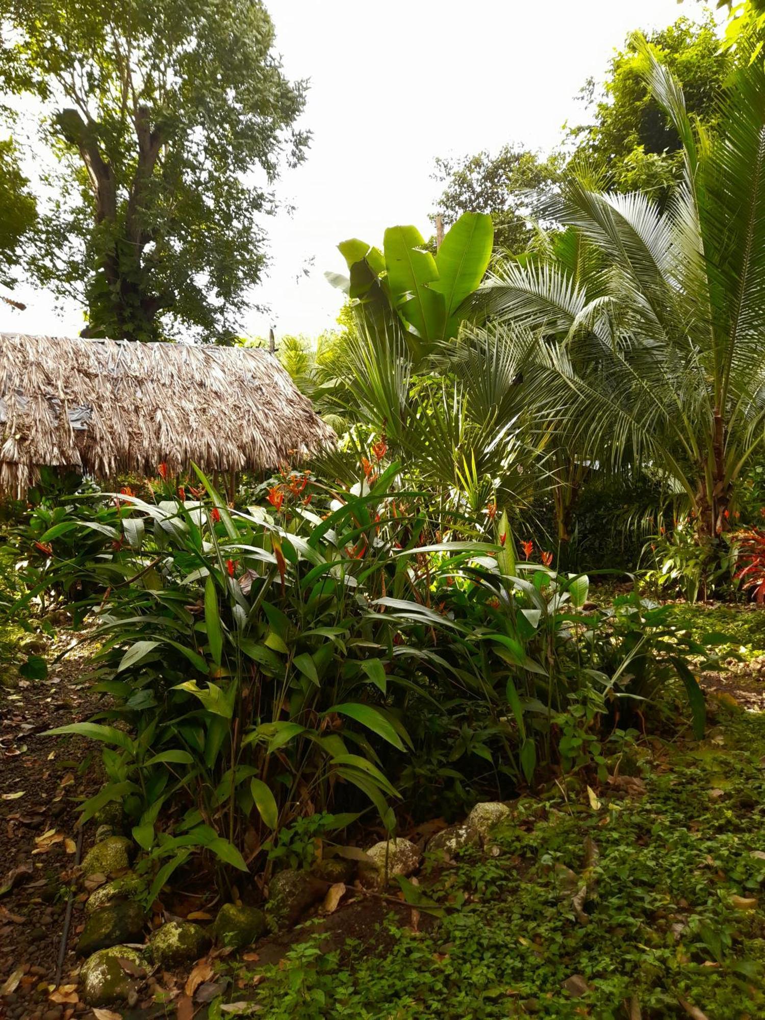 El Bamboo Cabins Balgue Eksteriør bilde